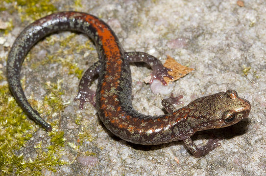 Image of Big Levels Salamander