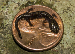 Image of Peaks Of Otter Salamander