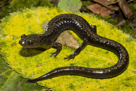 Image of Peaks Of Otter Salamander