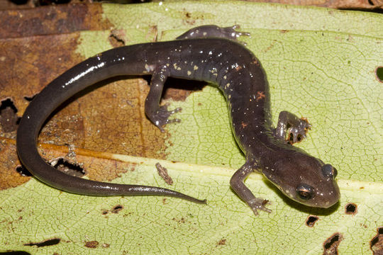 Plancia ëd Plethodon wehrlei Fowler & Dunn 1917