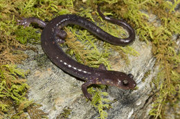 Image of Wehrle's Salamander