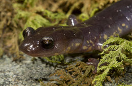 Image of Wehrle's Salamander