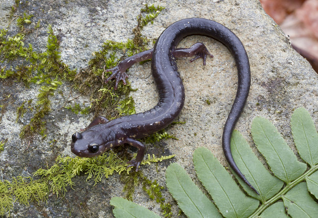 Image of Wehrle's Salamander