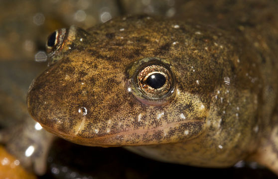 Image of Flat-headed Salamander