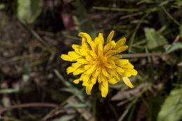 Agoseris glauca var. dasycephala (Torr. & A. Gray) Jepson resmi