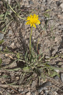 Agoseris glauca var. dasycephala (Torr. & A. Gray) Jepson resmi