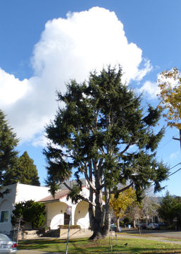 Image of Deodar cedar