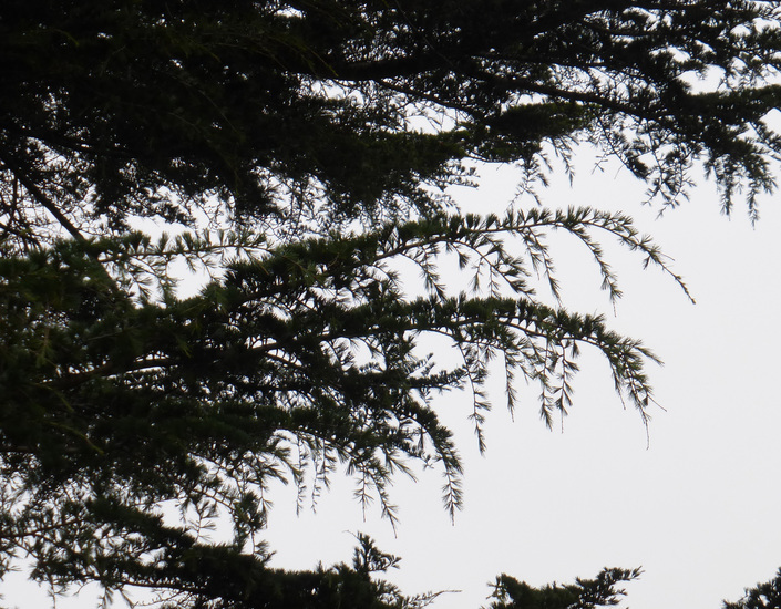 Image of Deodar cedar