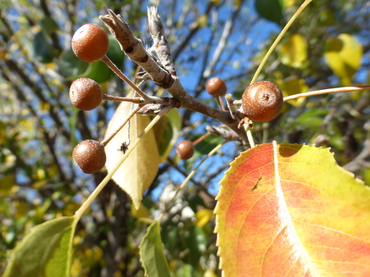 Imagem de Pyrus betulifolia Bunge