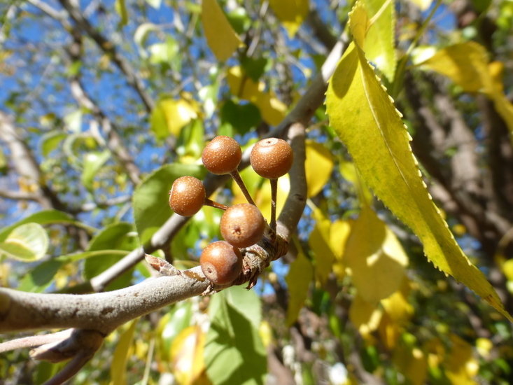 Imagem de Pyrus betulifolia Bunge