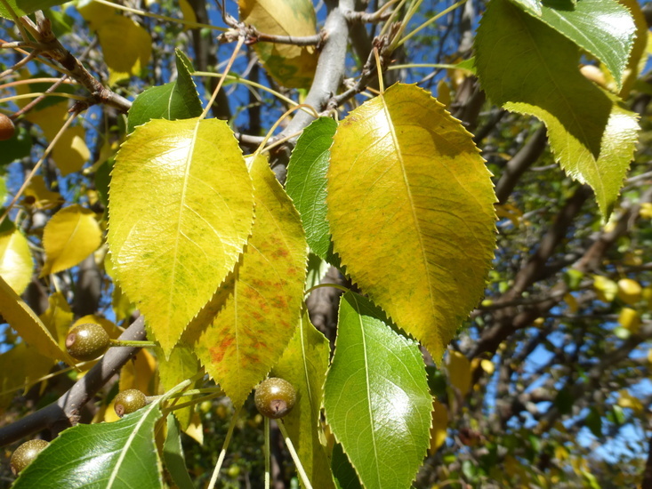 Imagem de Pyrus betulifolia Bunge