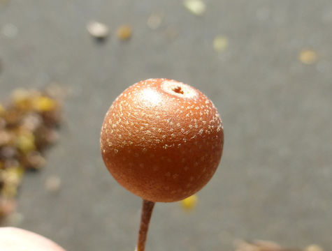 Image of Pyrus betulifolia Bunge