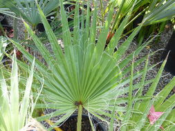 Imagem de Washingtonia robusta H. Wendl.