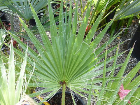 Imagem de Washingtonia robusta H. Wendl.