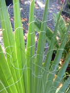 Imagem de Washingtonia robusta H. Wendl.