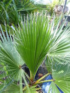 Imagem de Washingtonia robusta H. Wendl.