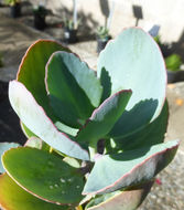 Image of Kalanchoe grandiflora Wight & Arn.