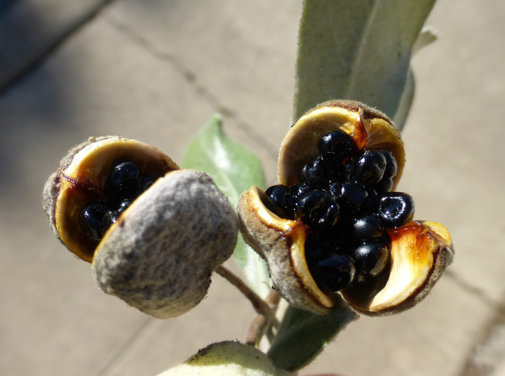 Image de Pittosporum crassifolium Banks & Sol. ex A. Cunningham