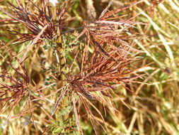 Image of Coville's bundleflower