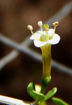 Image of Arizona desert-thorn