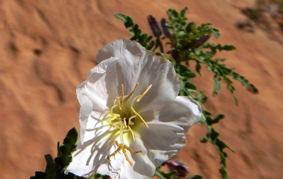 Plancia ëd Oenothera californica (S. Wats.) S. Wats.