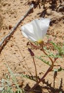 Plancia ëd Oenothera californica (S. Wats.) S. Wats.