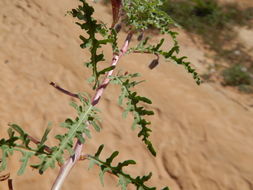 Plancia ëd Oenothera californica (S. Wats.) S. Wats.