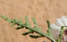 Plancia ëd Oenothera californica (S. Wats.) S. Wats.