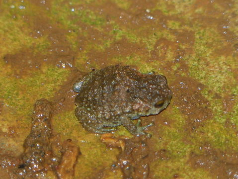 Image of Krefft's Warty Frog