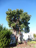 Image of strawberry tree