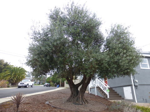 Plancia ëd Olea europaea L.