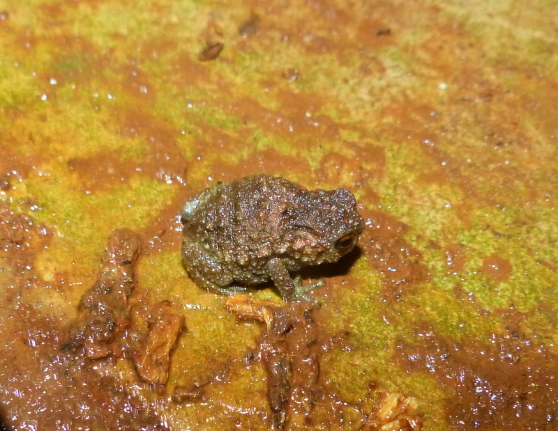 Image of Krefft's Warty Frog