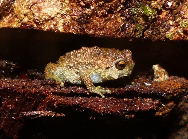Image of Krefft's Warty Frog