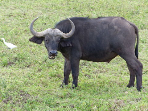 Image of African Buffalo