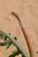 Imagem de Oenothera californica (S. Wats.) S. Wats.