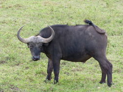 Image de buffle d'Afrique