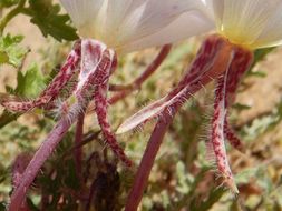 Imagem de Oenothera californica (S. Wats.) S. Wats.