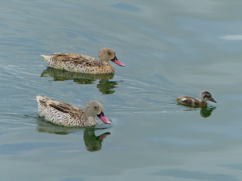 Image of Cape Teal