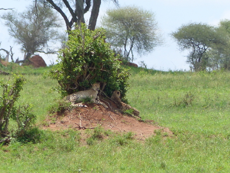 Image of cheetah