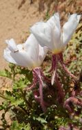 Plancia ëd Oenothera californica (S. Wats.) S. Wats.