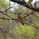 Sivun Afrikankastanjasirkku kuva