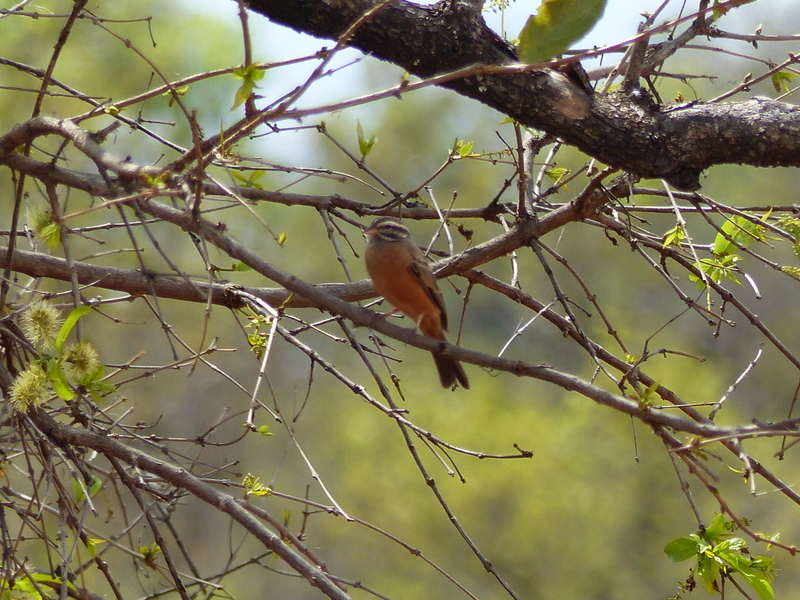 Image of Cinnamon-breasted Bunting