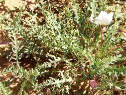 Plancia ëd Oenothera californica (S. Wats.) S. Wats.