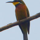 Image of Cinnamon-breasted Bee-eater