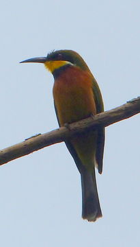 Image de Guêpier montagnard