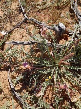 Plancia ëd Oenothera californica (S. Wats.) S. Wats.