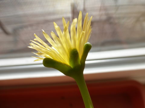 Sivun Fenestraria rhopalophylla subsp. aurantiaca (N. E. Br.) H. E. K. Hartm. kuva