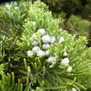 Image of Chinese Juniper