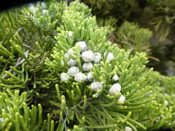 Image of Chinese Juniper