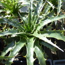 Image of Puya boliviensis Baker